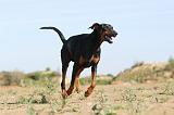 DOBERMANN 631